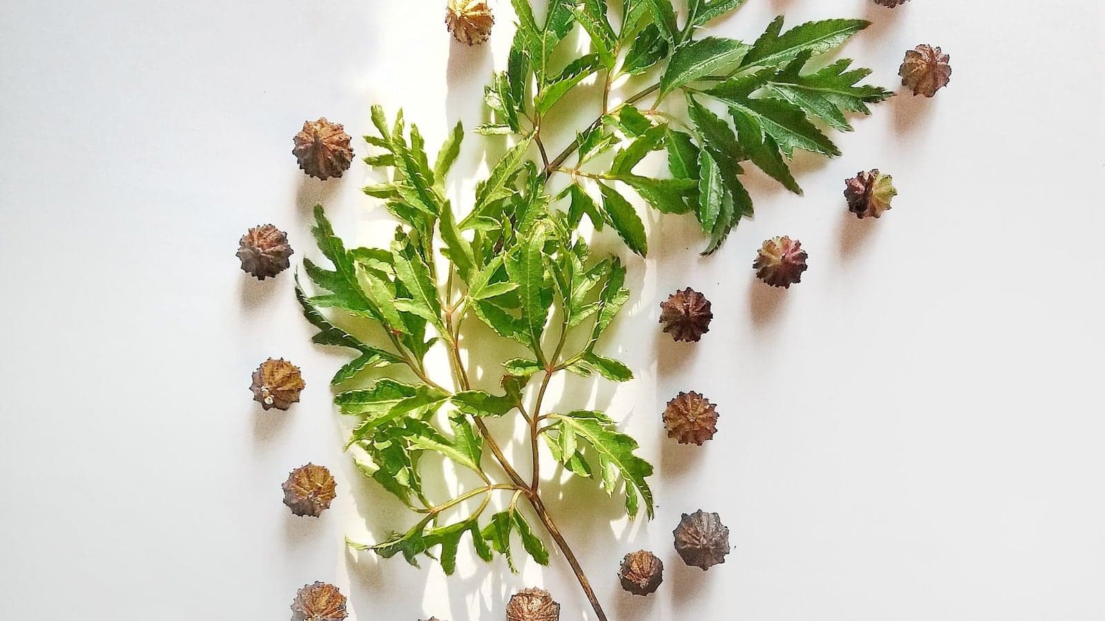 Ayurveda Isn't About Fancy Herbs: It's About Living in Sync with Nature